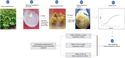 In vitro production of steroidal saponin, total phenols and antioxidant activity in callus suspension culture of Paris polyphylla Smith: an important Himalayan medicinal plant